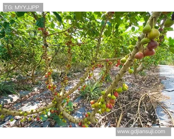 果园风光与生态种植结合的创新发展路径探索及实践意义分析